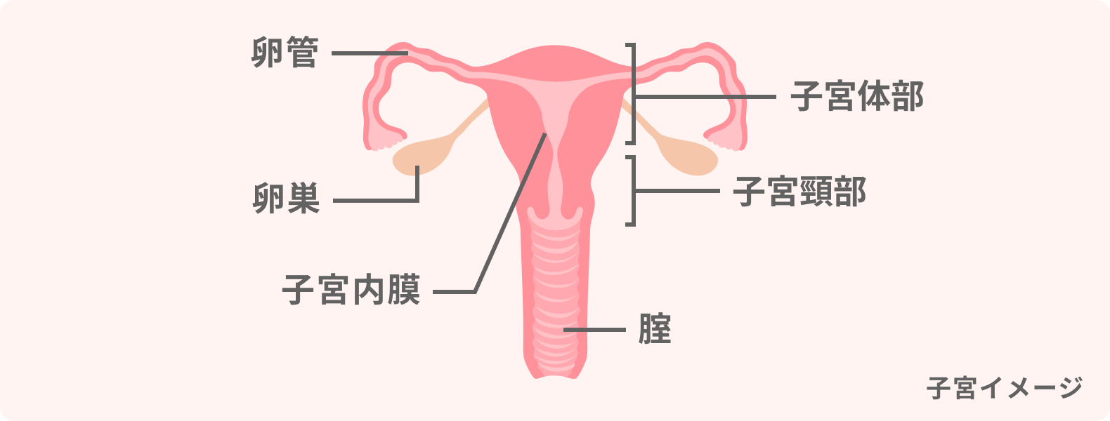 卵巣・子宮体部・子宮頸部の説明